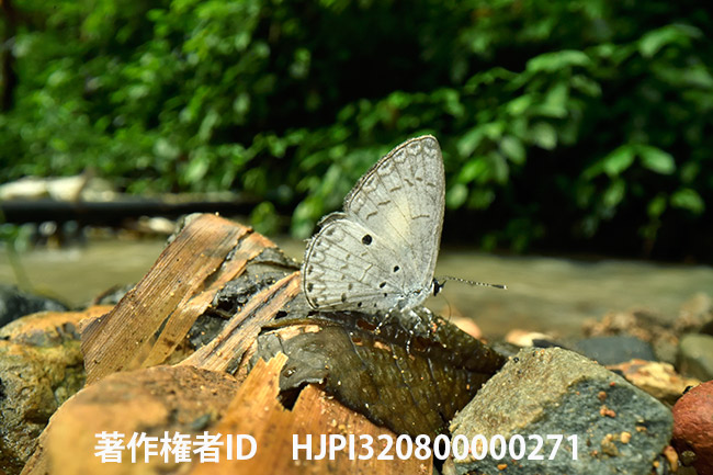 ホリシャルリシジミ Celastrina lavendularis