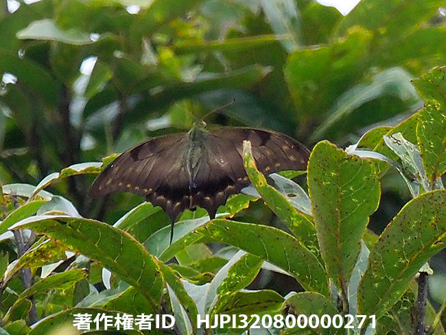 クロカギバアゲハ　Meandrusa lachinus 