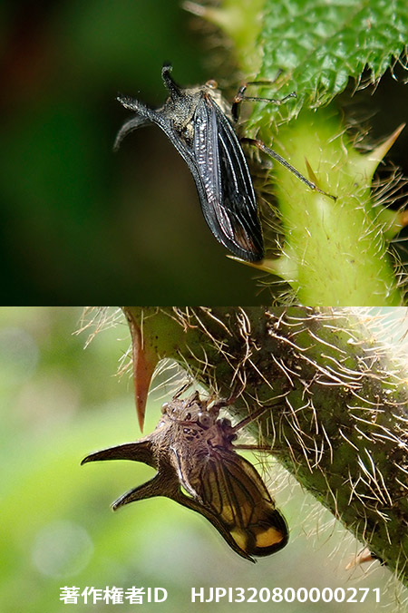 周氏角蝉（チョウツノゼミ）　Choucentrus sinensis