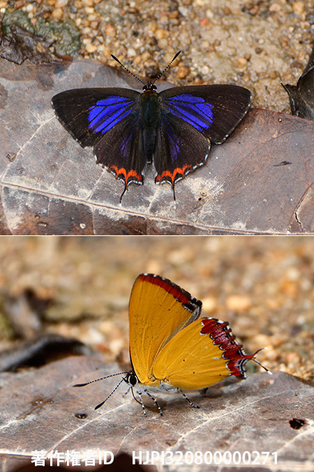 イラウラフチベニシジミ　Heliophorus ila