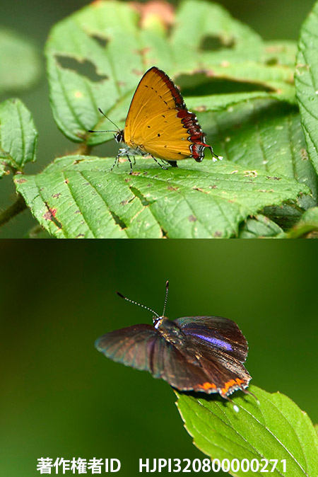 インディクスウラフチベニシジミ　Heliophorus indicus