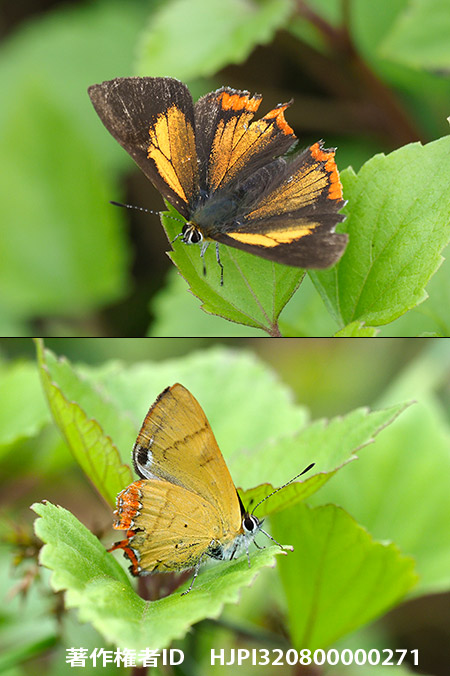 キンイロウラフチベニシジミ　Heliophorus brahma