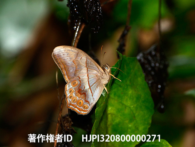 ミネルバヒカゲ　Lethe minerva