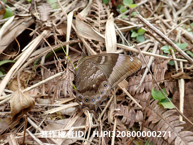 スラオジロクロヒカゲ　Lethe sura