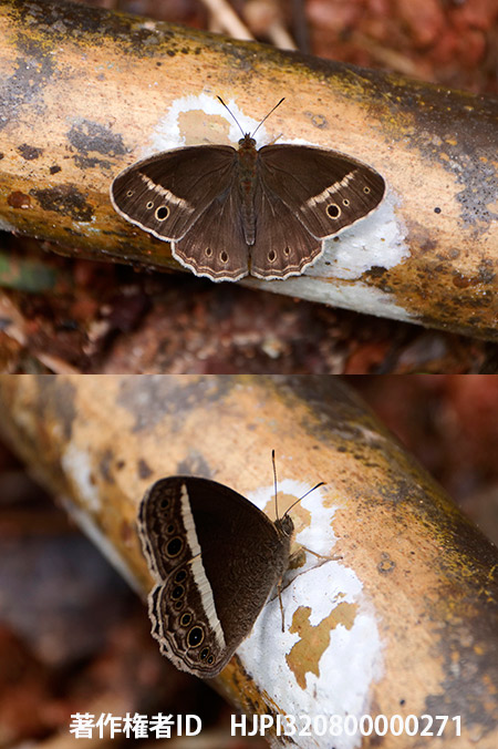 コジャノメの仲間　Mycalesis malsara