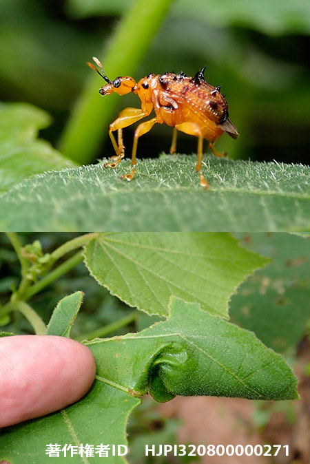 トゲトゲゴマダラオトシブミ　Paroplapoderus sp.