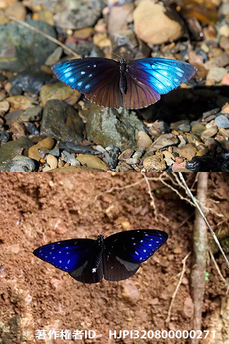 ツマムラサキマダラそっくりマレラスマネシジャノメ　Elymnias malelas