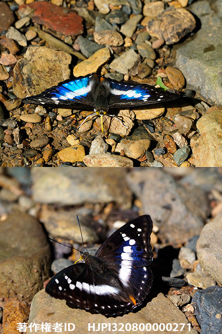 アンビカコムラサキ