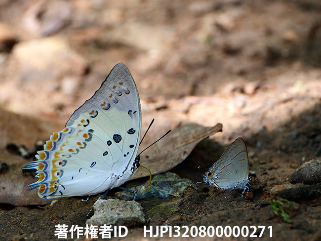 ホウセキフタオチョウ