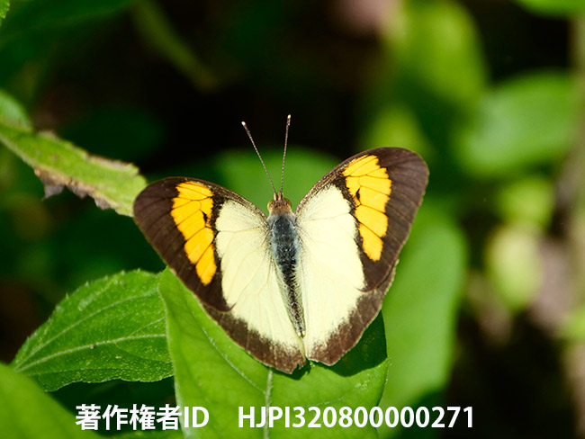 メスジロキチョウ　Ixias pyrene