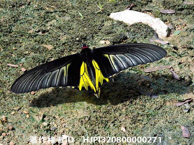 キシタアゲハを深度合成で