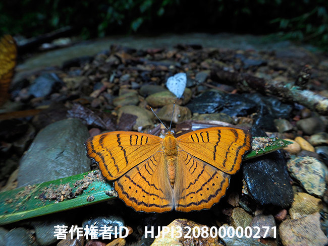 カバイロスミナガシ　Pseudergolis wedah