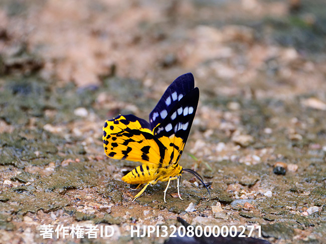 トラシャク（Dysphania militaris）