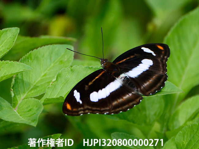 タイワンイチモンジ（Athyma cama)