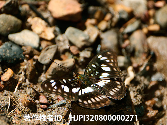 ランガシロミスジ （Athyma Range)