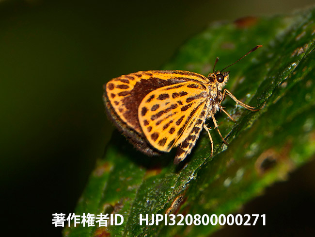 キンスジセセリ（ヒメトラセセリ）　Ochus subvittatus