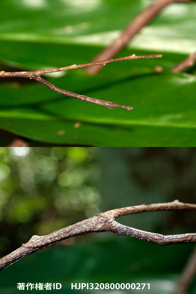 頭を下にしてとまる変わったナナフシ