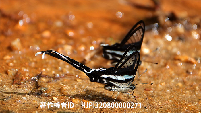 アオスソビキアゲハのおしっこ Lamproptera meges Peeing