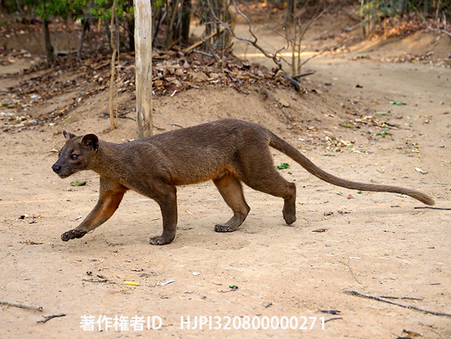 フォッサ　Cryptoprocta ferox