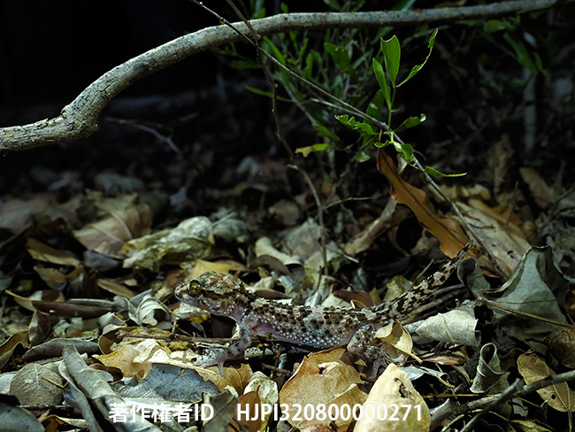 バスタールササクレヤモリ　Paroedura bastardi