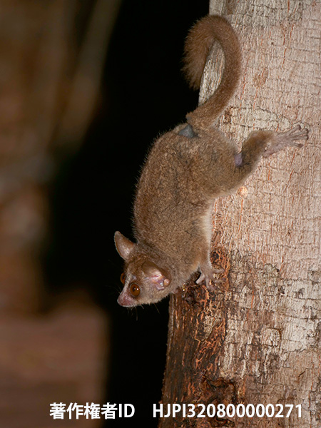 ハイイロネズミキツネザル　Microcebus murinus