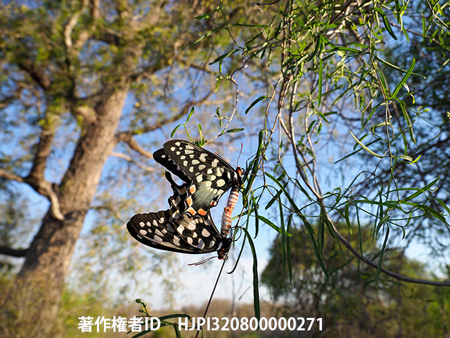 アンテノールオオジャコウアゲハの交尾　Pharmacophagus antenor