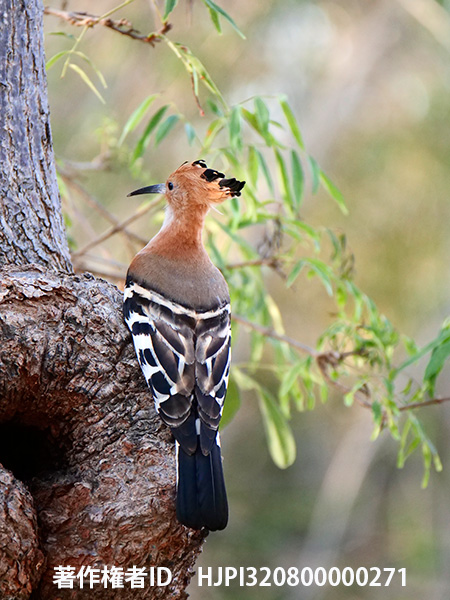 マダガスカルヤツガシラ　Upupa marginata
