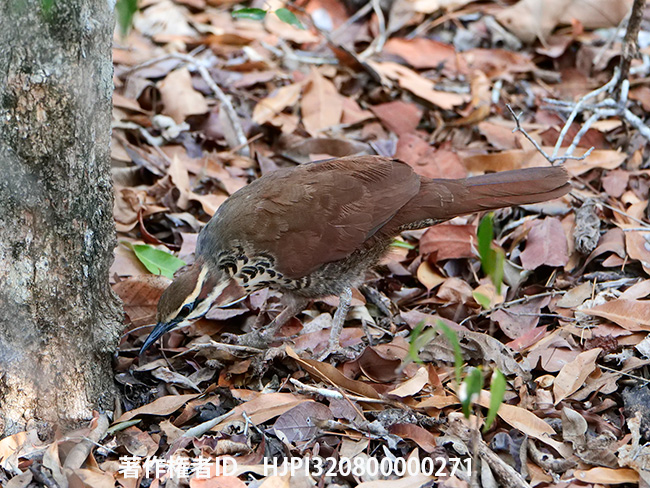 ムナジロクイナモドキ　Mesitornis variegata