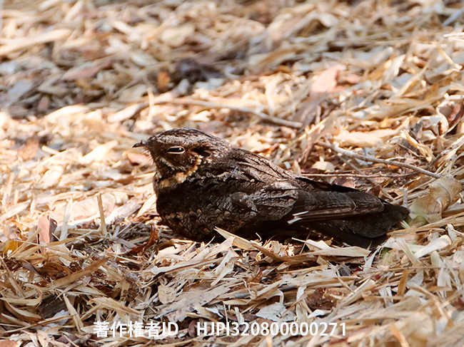 マダガスカルヨタカ　Caprimulgus madagascariensis