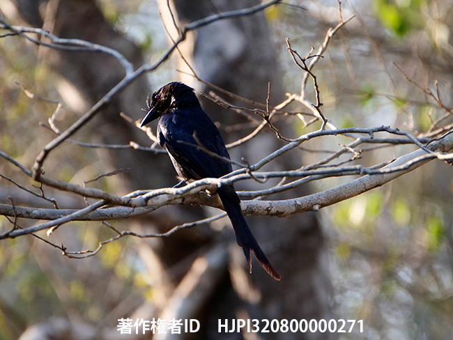 マダガスカルオウチュウ　Dicrurus forficatus