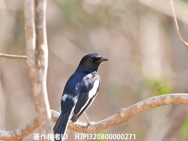 マダガスカルシキチョウ　Copsychus albospecularis