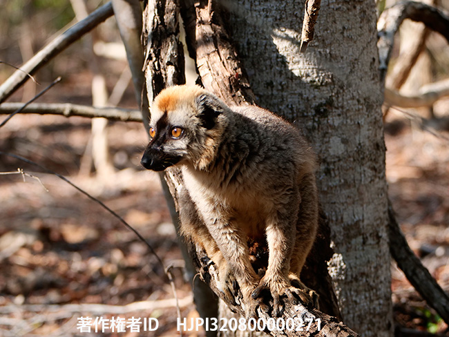 アカビタイチャイロキツネザル　Eulemur rufus