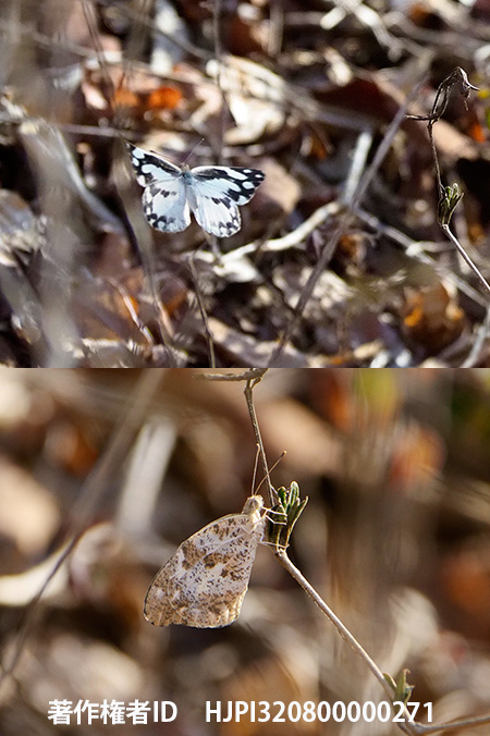 ミスジシロチョウ　Pinacopteryx eriphia