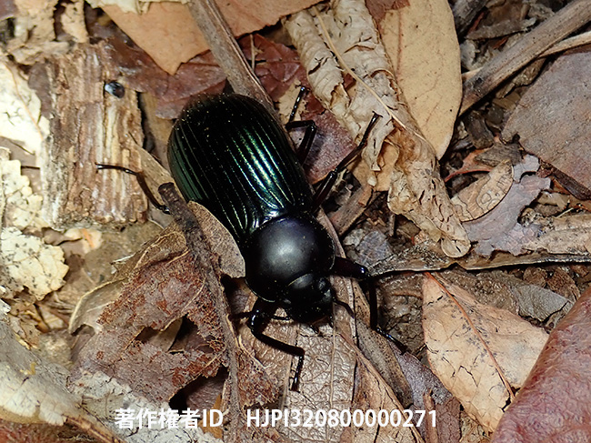 大きなゴミムシダマシ