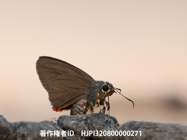 ラマアオバセセリ　Coeliades rama