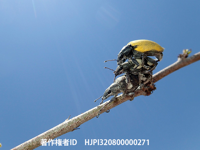 ゾウムシの3重連