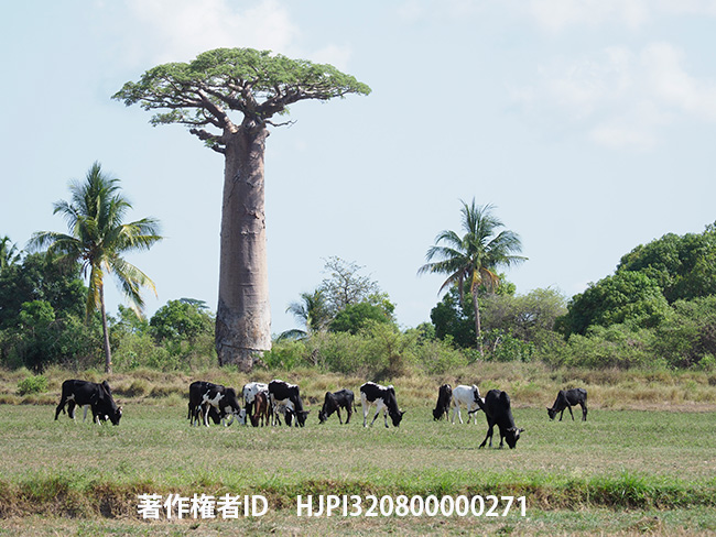 バオバブとコブウシ