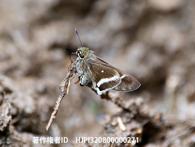 ラナテクアオバセセリ　Coeliades ramanatek