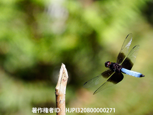 トンボの和名　Thermorthemis madagascariensis 