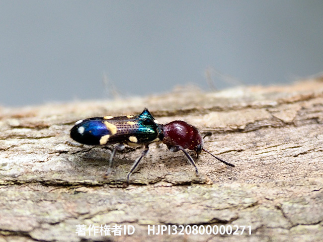 美しいカッコウムシ　Pallenis sp.