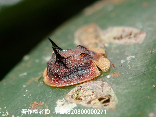 トゲカメノコハムシ