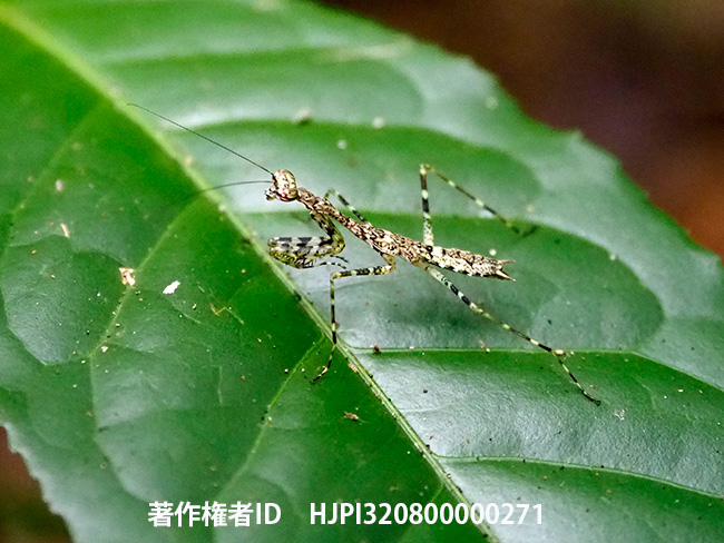 キノカワカマキリの子供