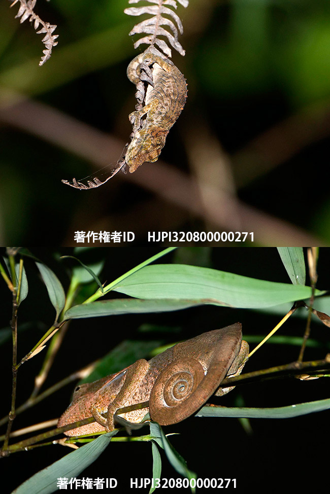 枯葉のようなカメレオン　Calumma brevicorne？