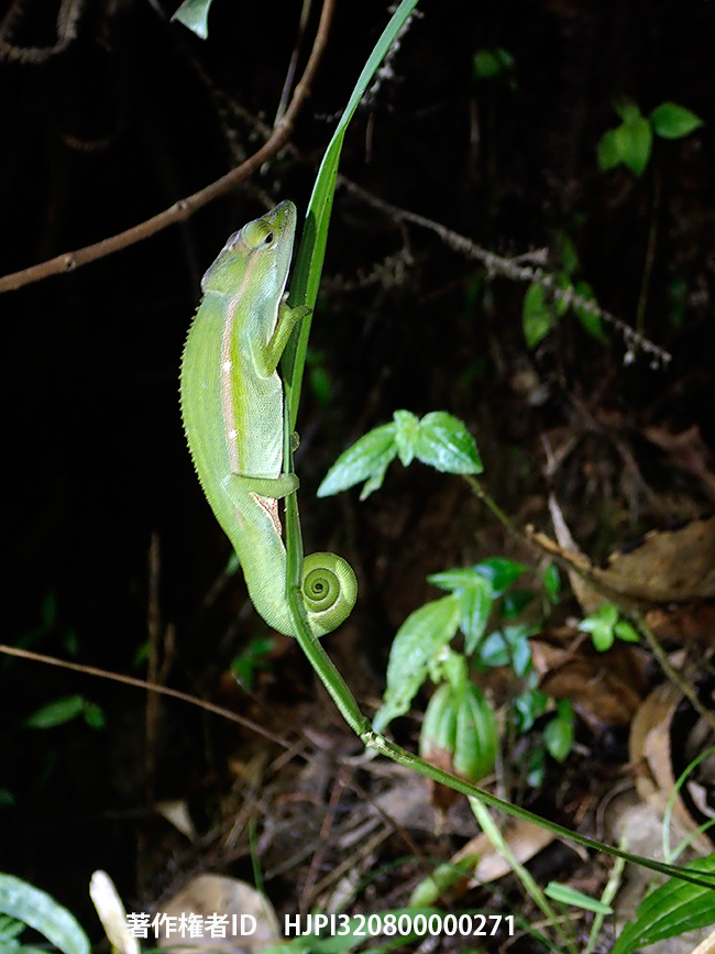 緑の葉っぱのようなカメレオン　Calumma gastroteania？