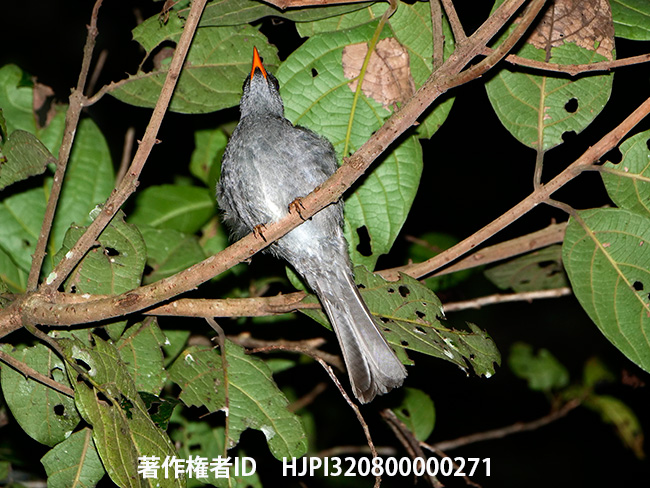 眠るクロヒヨドリ　Hypsipetes madagascariensis