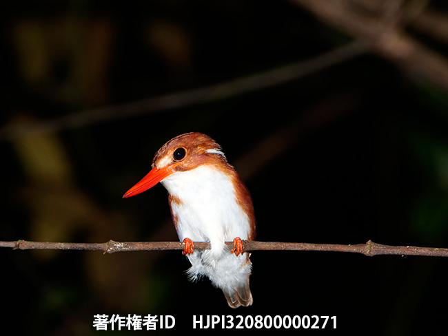 マダガスカルヒメショウビン　Corythornis madagascariensis