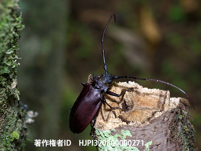 ノコギリカミキリの一種　Prioninae sp.