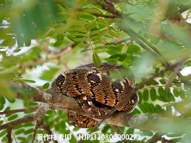 マダガスカルツリーボア　Sanzinia madagascariensis