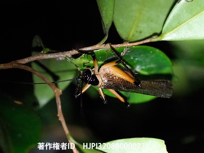 コロギスの仲間　Gryllacrididae sp.?