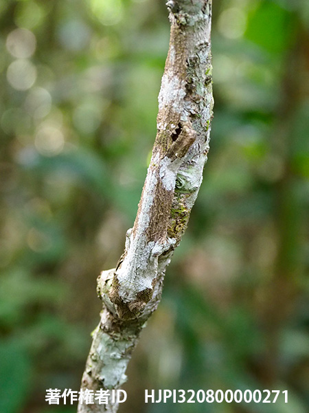 キノハダヘラオヤモリ　Uroplatus sikorae？